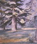 Farmington Pond Pine, Watercolor on Paper